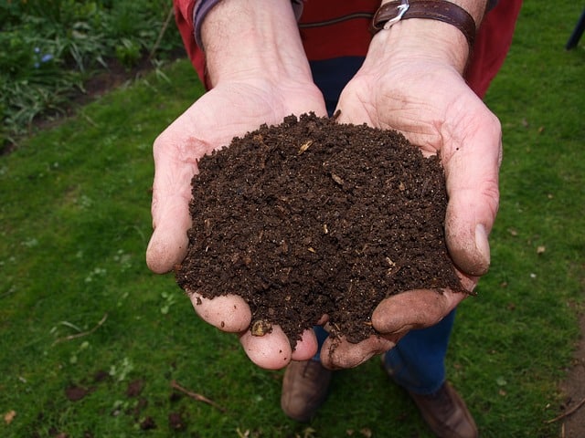 fresh compost in mans hand