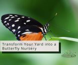 Transform Your Yard into a Butterfly Nursery