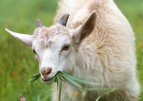 The Eco Friendly Way To Keep Your Lawn Tidy – Goats!
