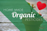 Home Made Organic Pesticides For Organic Gardening