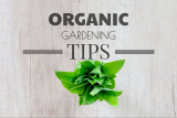 Organic Vegetable Gardening Tips