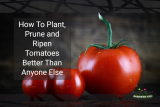 How To Plant, Prune and Ripen Tomatoes Better Than Anyone Else