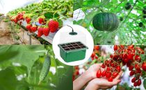 ZHOLAH Self-Watering Seed Starter Tray – A Comprehensive Review