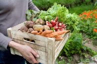 I Am A Beginner – Essential Tips To Start Gardening